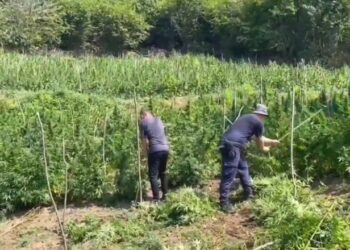 Operacioni ‘Territor i pastër’ në Shkodër, asgjësohen mbi 10 mijë bimë kanabisi!