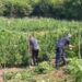 Operacioni ‘Territor i pastër’ në Shkodër, asgjësohen mbi 10 mijë bimë kanabisi!