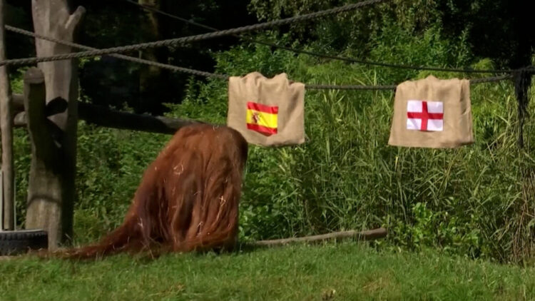 Video – Spanja apo Anglia? Majmuni i Dortmundit parashikon fituesin