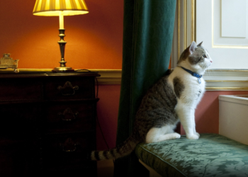 Macja e famshme Larry në pritje të kryeministrit të gjashtë britanik