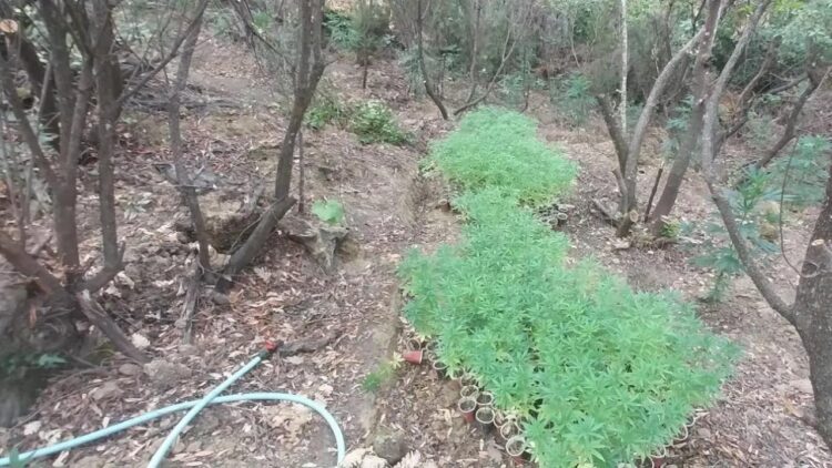 Policia shkatërron plantacionin me kanabis në kufirin greko-shqiptar