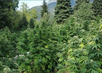 Zëri i Amerikës: Shkodra, zona ku është më i përhapur kultivimi i bimëve narkotike