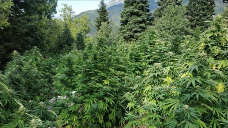 Zëri i Amerikës: Shkodra, zona ku është më i përhapur kultivimi i bimëve narkotike
