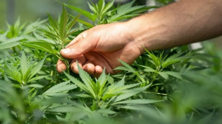 Punonte në “shtëpi bari” në Londër, 19-vjeçari shqiptar dënohet me 6 muaj burg