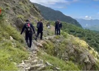 Gjenden mbi 14 mijë bimë kanabisi në Shkodër, asnjë i arrestuar