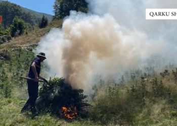 Asgjësohen mbi 5600 bimë kanabis në qarkun e Shkodrës, vetëm autorët nuk dihen