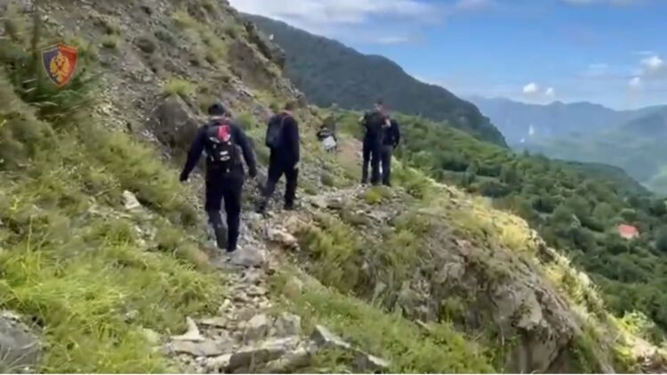 Gjenden mbi 14 mijë bimë kanabisi në Shkodër, asnjë i arrestuar