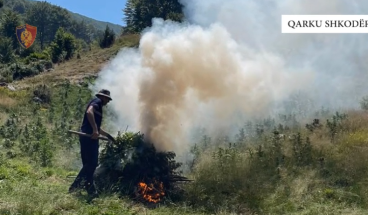 Asgjësohen mbi 5600 bimë kanabis në qarkun e Shkodrës, vetëm autorët nuk dihen