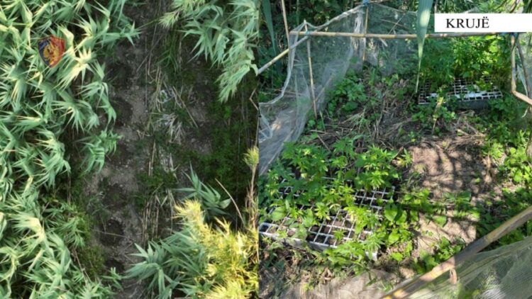 Kultivoi kanabis pranë banesës, arrestohet 42-vjeçari nga Thumana