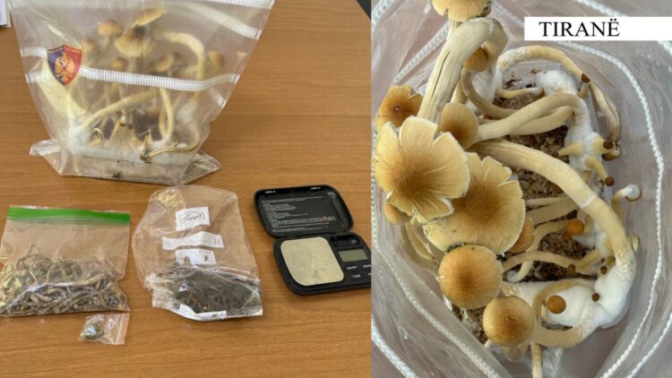 EMRI/ Arrestohet amerikani të kodrat e liqenit, i gjenden ‘kërpudha magjike’