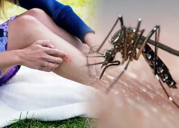 Kam gjakun e “ëmbël! Por çfarë i tërheq në të vërtet mushkonjat?