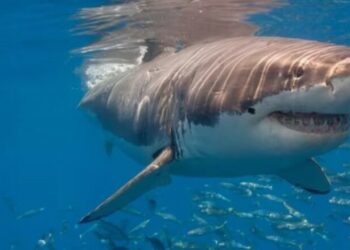 Testohen për kokainë, peshkaqenët në brigjet e Brazilit dalin pozitivë