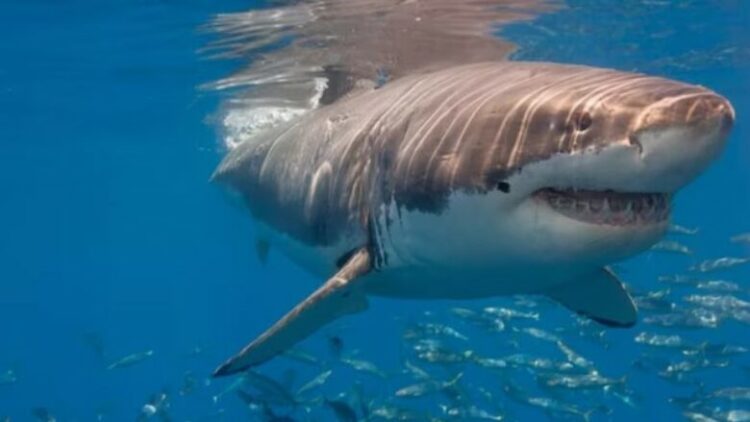 Testohen për kokainë, peshkaqenët në brigjet e Brazilit dalin pozitivë