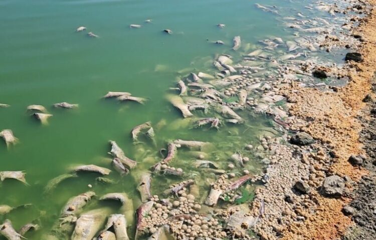 Mbi 5 tonë peshk i ngordhur mbush rezervuarin të Petovës në Fier, burim për epidemi