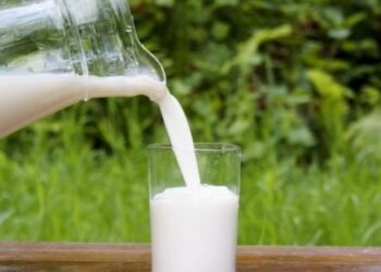 Bie numri i bagëtive, ulet me 8% prodhimi i qumështit! Në 2023 u grumbullua 101 mijë tonë më pak se në 2022