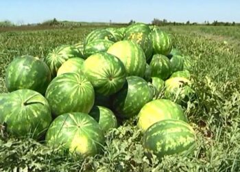 Shalqi me shumicë në Lezhë, por s’ka blerës! Po kalbet në fushë! Çfarë thonë fermerët dhe ekspertët