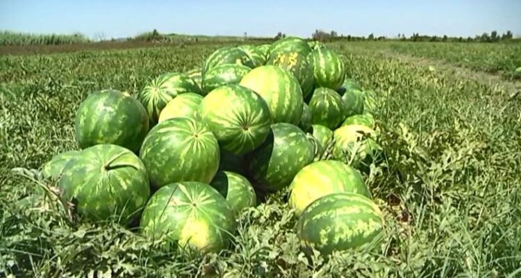 Shalqi me shumicë në Lezhë, por s’ka blerës! Po kalbet në fushë! Çfarë thonë fermerët dhe ekspertët