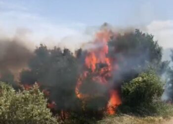 Përfshihet nga flakët masivi pyjor tek ‘Firza e Qemës’ në Has, shpërthejnë disa mina luftarake