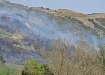 Vatër zjarri në Kaninë, digjen ullinj shekullorë, banesa e një shtetasi italian në rrezik