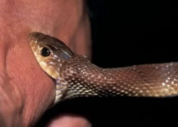 Shtohen rastet e helmimeve nga insektet dhe gjarpërinjtë