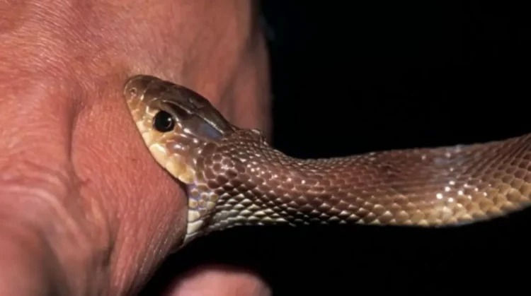 Shtohen rastet e helmimeve nga insektet dhe gjarpërinjtë