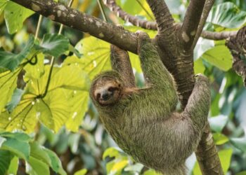 Virusi i sloth, çfarë dimë dhe ku po përhapet