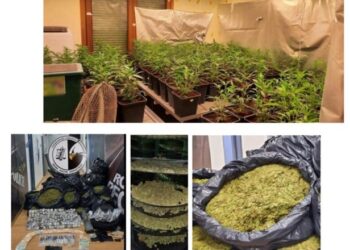 Raporti i antidrogës greke: Bie transporti i marijuanës nga Shqipëria