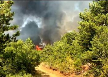 Zjarrvënia e qëllimshme, policia procedon dy persona në Dibër dhe arreston një në Lushnjë