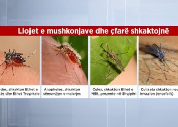 ISHP: Mushkonjat e rrezikshme që po shkaktojnë sëmundje, kujdes higjienën