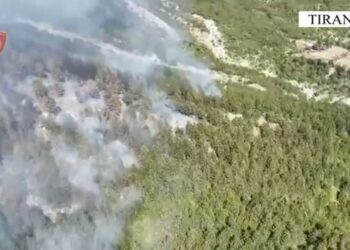 Preu pemë dhe i vuri zjarrin pyllit, arrestohet 28-vjeçari