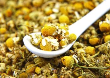 Si të përdorni kamomilin për një gjumë pa gërhitje