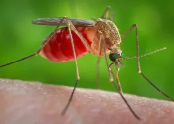 ISHP jep alarmin: Kujdes nga mushkonjat! Mbroni veten nga virusi i Nilit!