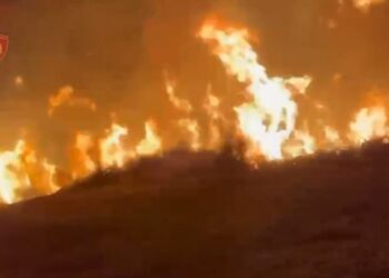 Dogji 10 ha tokë dhe 320 rrënjë ulliri, arrestohet 63-vjeçari në Vlorë