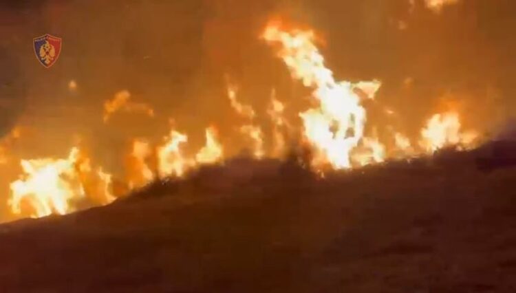 Dogji 10 ha tokë dhe 320 rrënjë ulliri, arrestohet 63-vjeçari në Vlorë