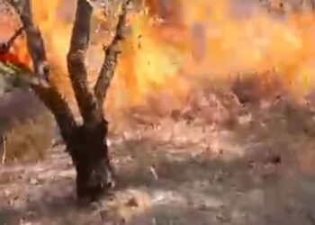 Digjen ullinjtë në Lapardha, dyshohet për zjarrvënie të qëllimshme