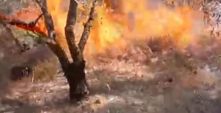 Digjen ullinjtë në Lapardha, dyshohet për zjarrvënie të qëllimshme