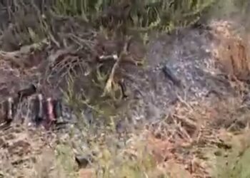 Gëzhoja plumbash në Lagunën e Nartës, gjuetia e paligjshme rrezikon flamingot