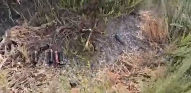 Gëzhoja plumbash në Lagunën e Nartës, gjuetia e paligjshme rrezikon flamingot