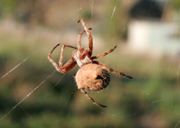 E pickoi një merimangë, humb jetën 48-vjeçari