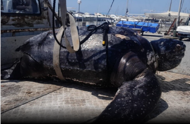 Gjendet e ngordhur një nga breshkat më të mëdha në botë