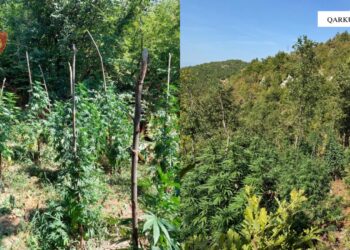 Megaoperacioni antikanabis “Territor i pastër”, asgjësohen 2449 bimë cannabisi