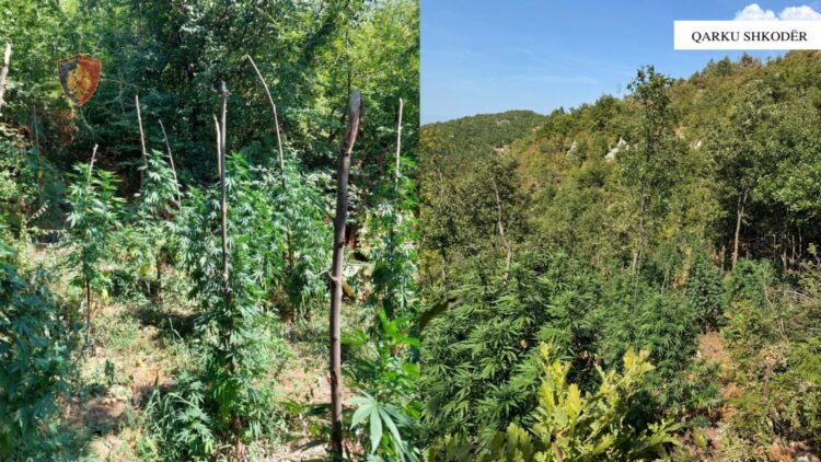 Megaoperacioni antikanabis “Territor i pastër”, asgjësohen 2449 bimë cannabisi