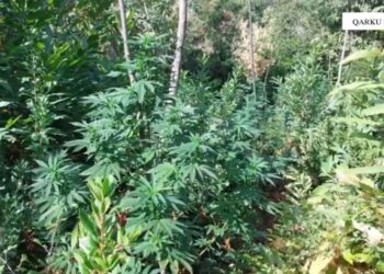Asgjësohen 2848 bimë kanabisi në Shkodër, shpallet në kërkim autori