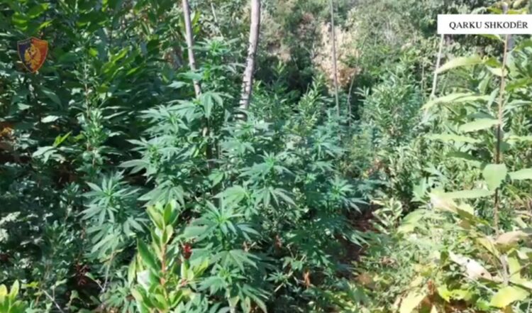 Asgjësohen 2848 bimë kanabisi në Shkodër, shpallet në kërkim autori