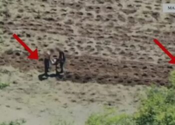 Kultivuan mbi 500 bimë narkotike, arrestohen dy vëllezër në Malësinë e Madhe (Emrat)