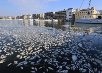 Ngordhën qindra tonelata peshq, Greqia shpall gjendjen e jashtëzakonshme në Volos