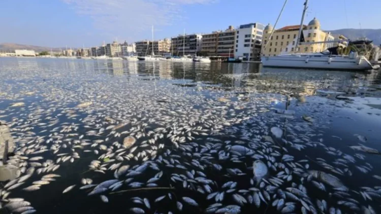 Ngordhën qindra tonelata peshq, Greqia shpall gjendjen e jashtëzakonshme në Volos