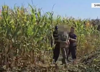 U kap duke vaditur bimët e kanabisit, e pëson 67 vjeçari në Shkodër (Emri)