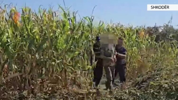 U kap duke vaditur bimët e kanabisit, e pëson 67 vjeçari në Shkodër (Emri)