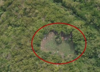 Asgjesohen në Shkodër afro 1800 bimë kanabis, si përherë autorët nuk gjenden